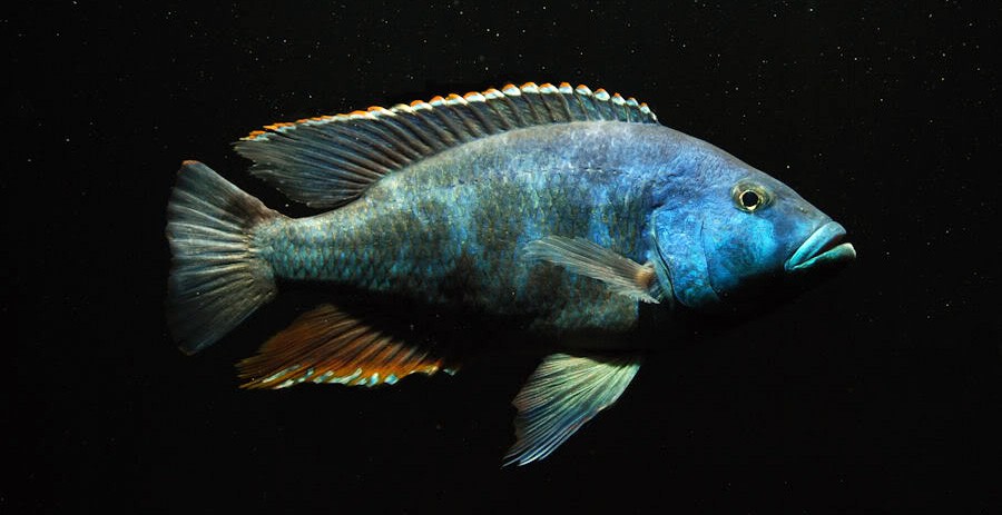 Nimbochromis Livingstonii 5