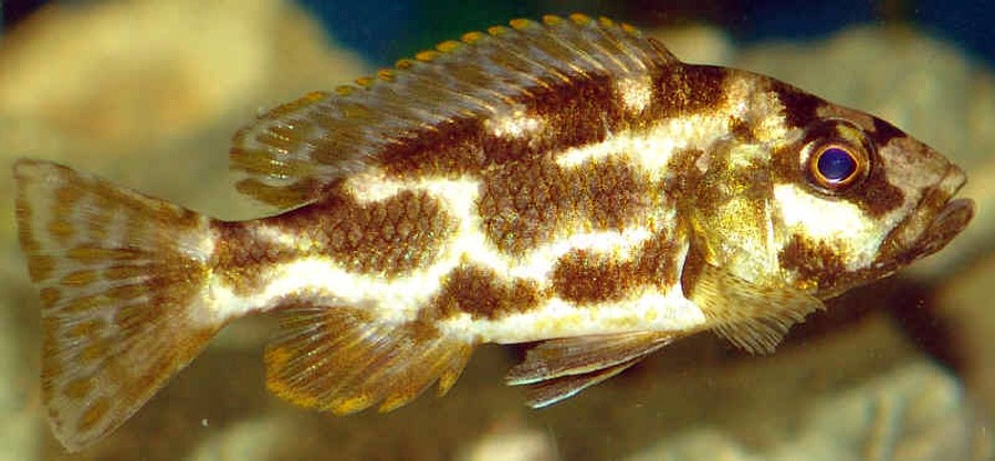 Nimbochromis Livingstonii 6