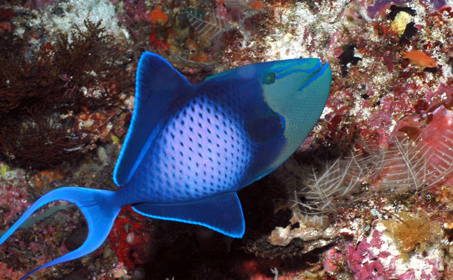 Pez Ballesta Azul