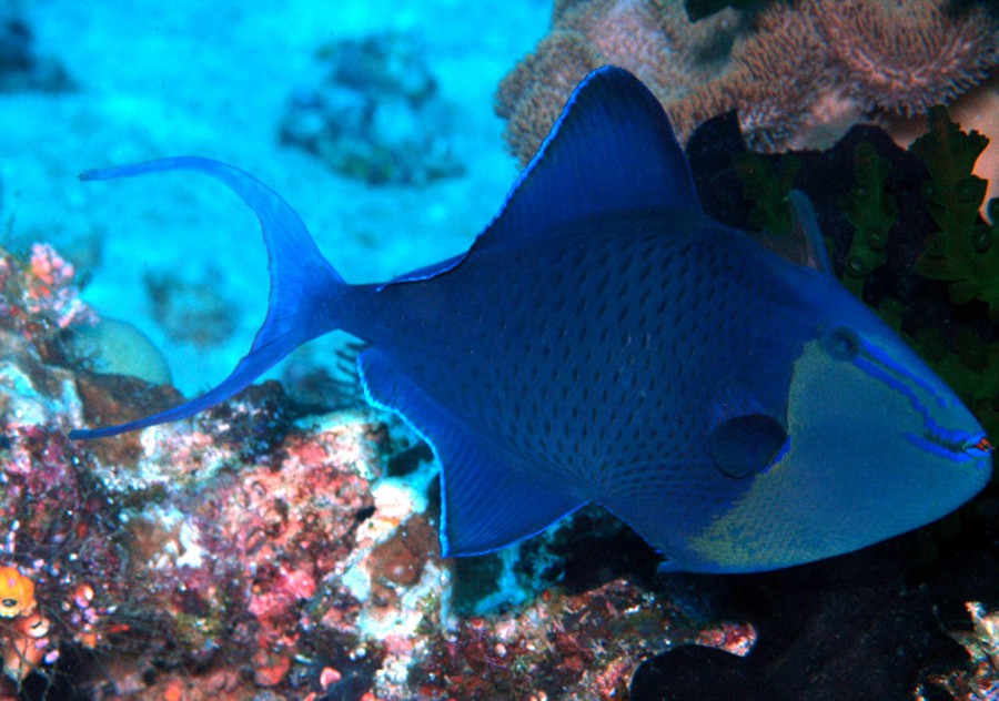Odonus Niger 2