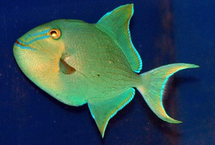 Odonus Niger 3