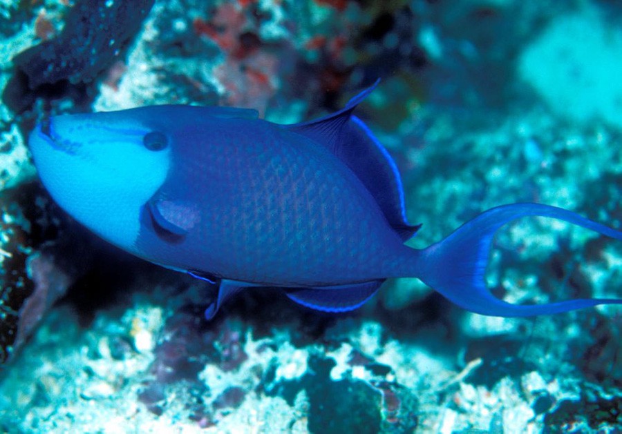 Odonus Niger 4