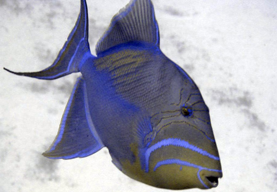 Odonus Niger 5