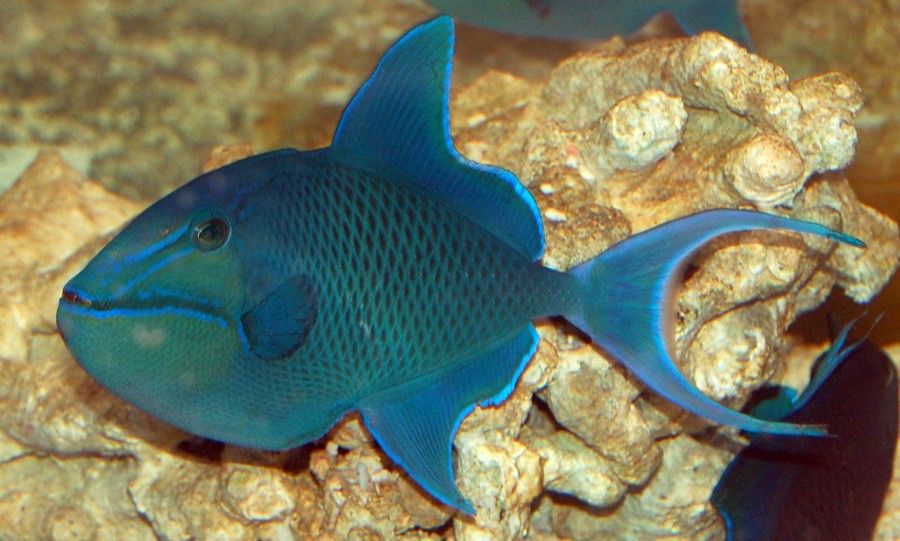 Odonus Niger 6