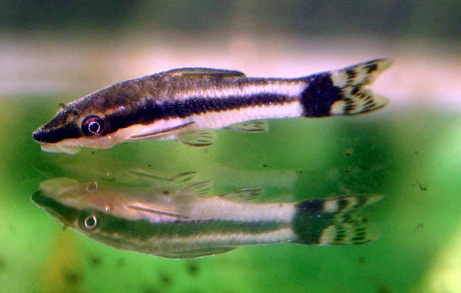 Otocinclus Affinis