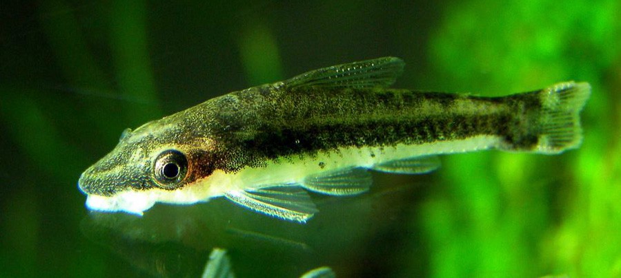 Otocinclus Affinis 2