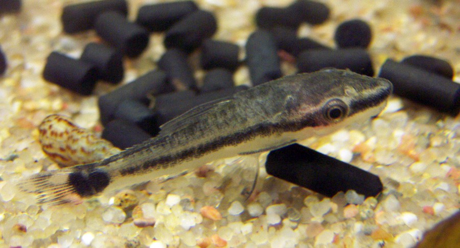 Otocinclus Affinis 3