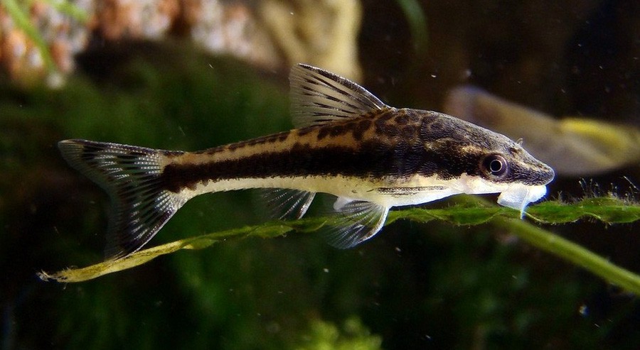 Otocinclus Affinis 4