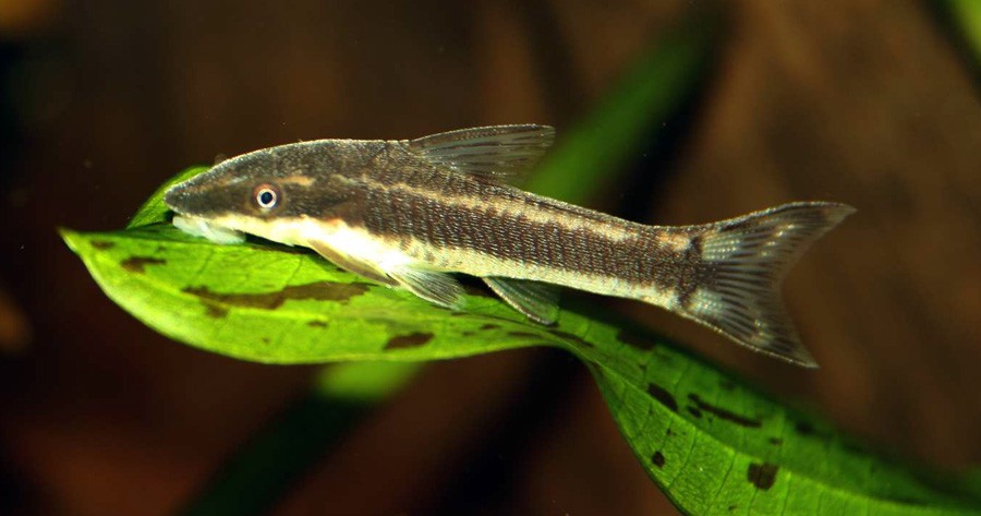 Otocinclus Affinis 5