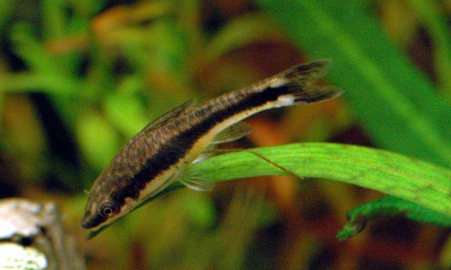 Otocinclus Affinis 6