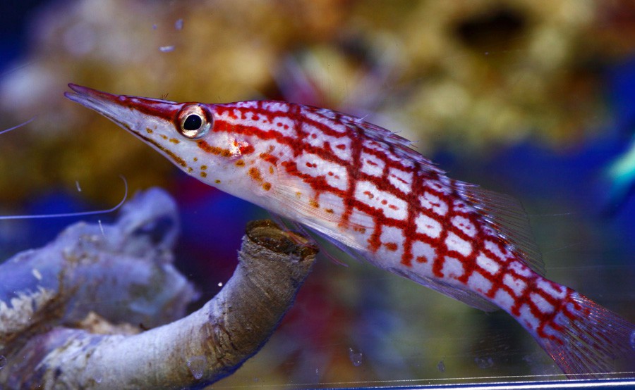 Oxycirrhites Typus 2
