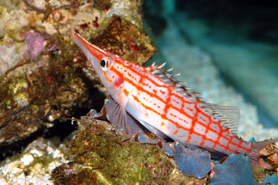 Oxycirrhites Typus 3