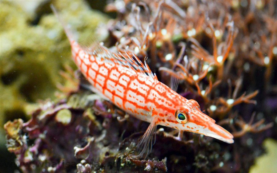 Oxycirrhites Typus 4
