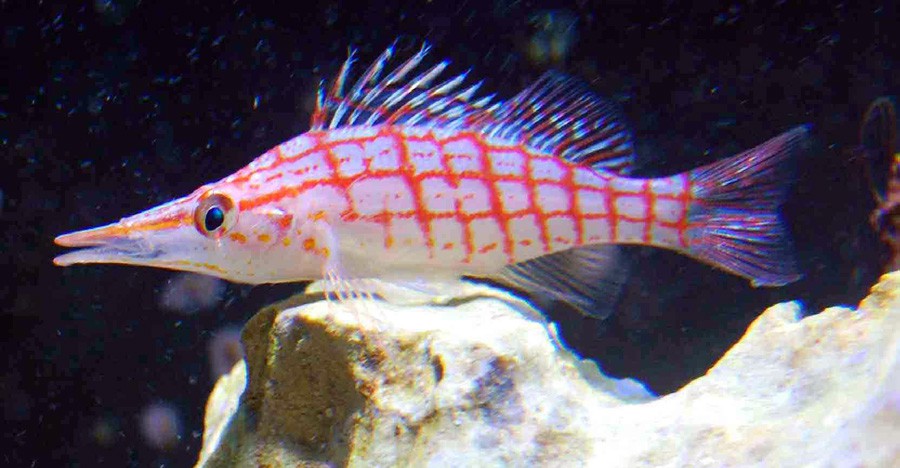 Oxycirrhites Typus 5