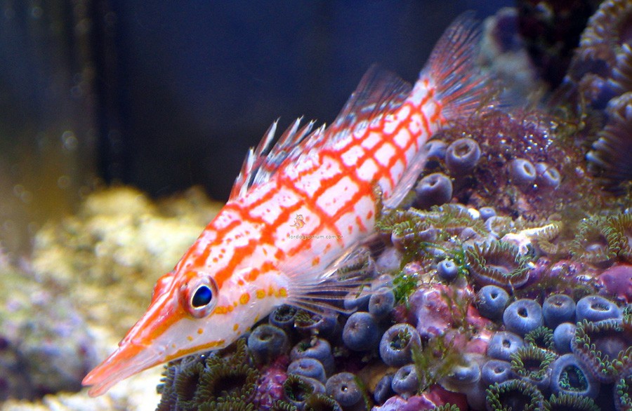Oxycirrhites Typus 6