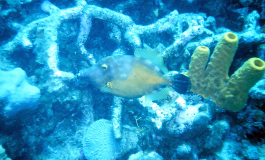 Oxymonacanthus Longirostris 2