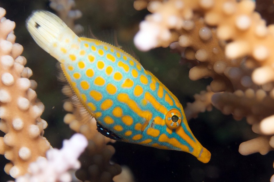 Oxymonacanthus Longirostris 3