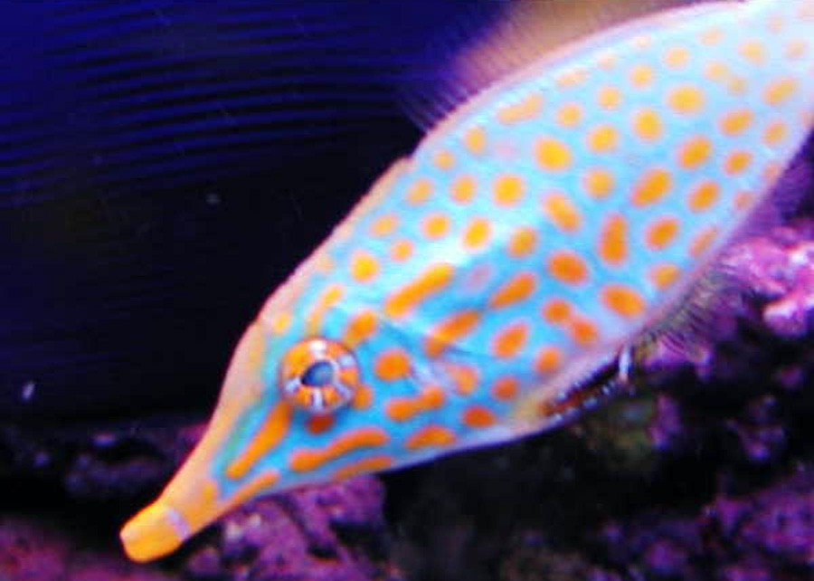 Oxymonacanthus Longirostris 4