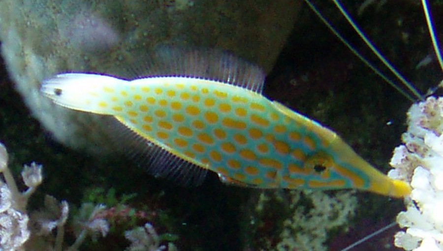 Oxymonacanthus Longirostris 5