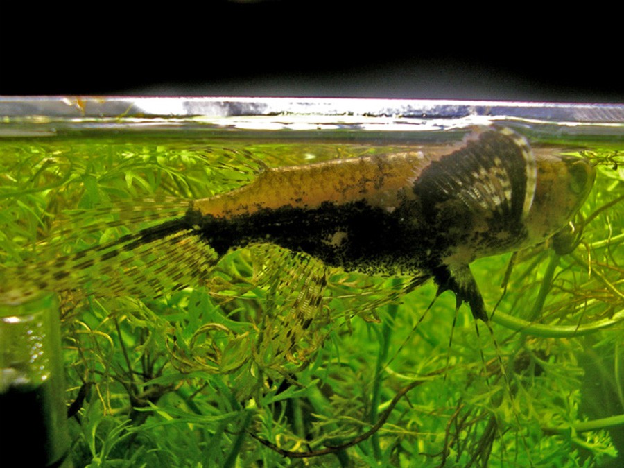 Pantodon Buchholzi