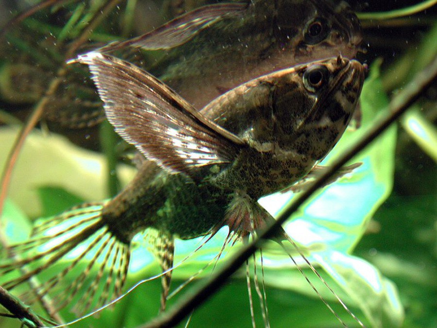 Pantodon Buchholzi 4