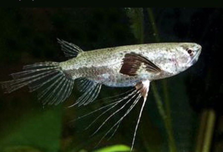 Pantodon Buchholzi 5