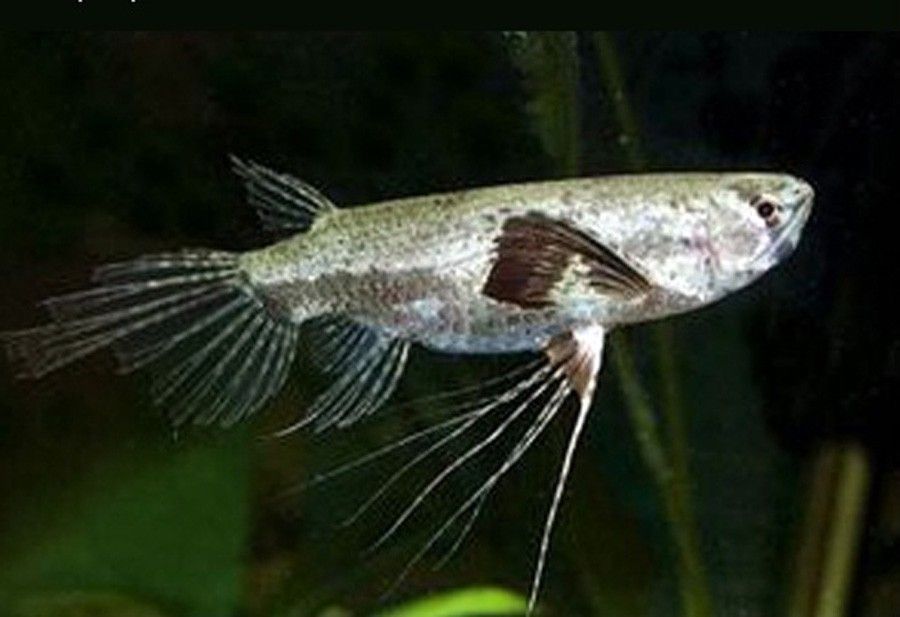 Pantodon Buchholzi 5