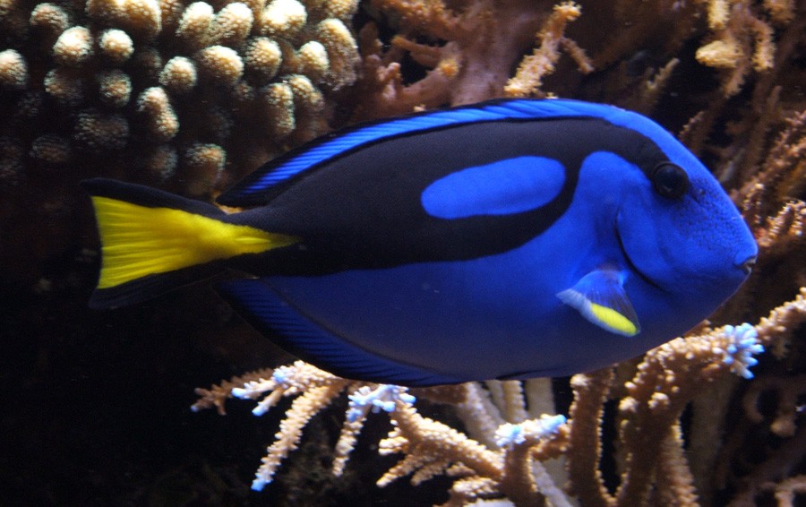 Pez Cirujano Azul