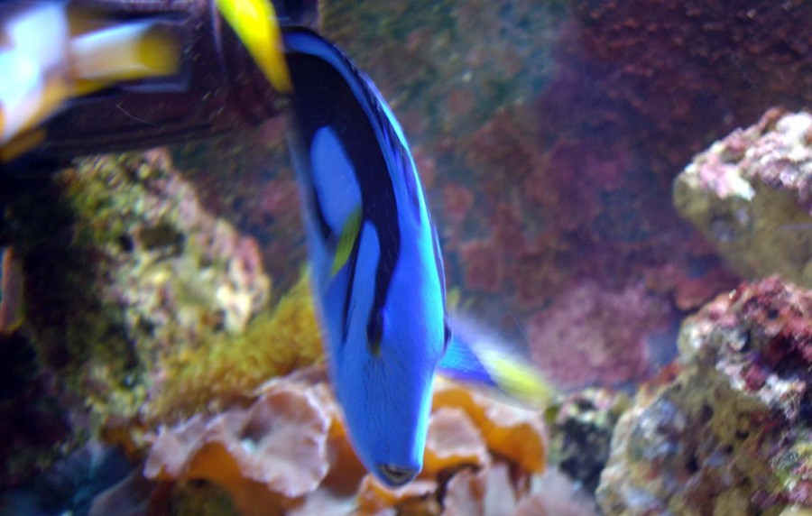Paracanthurus Hepatus 2