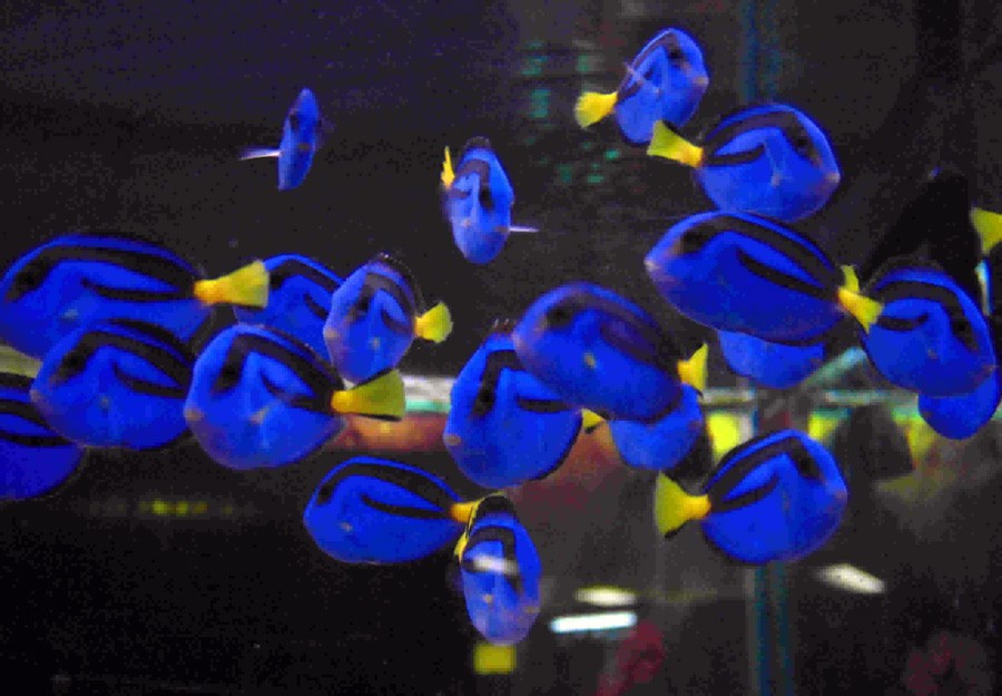Paracanthurus Hepatus 3