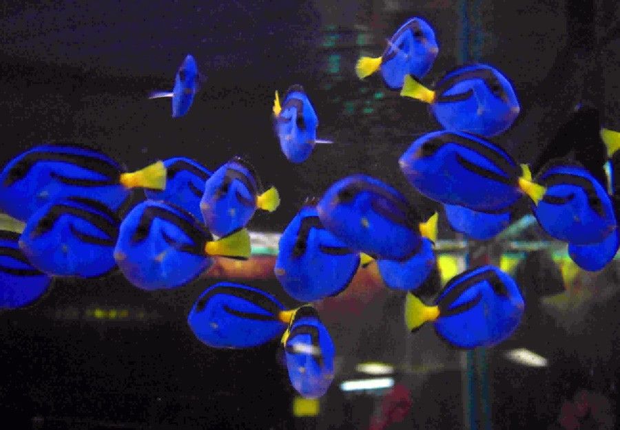 Paracanthurus Hepatus 3