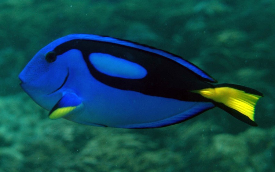 Paracanthurus Hepatus 4
