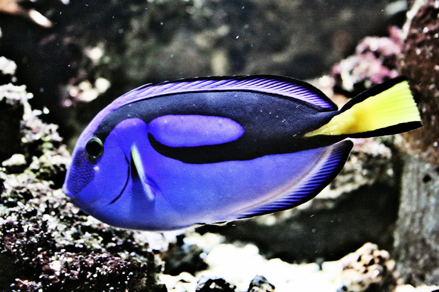 Paracanthurus Hepatus 5