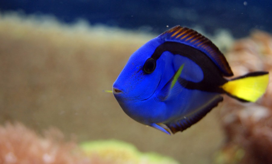 Paracanthurus Hepatus 6