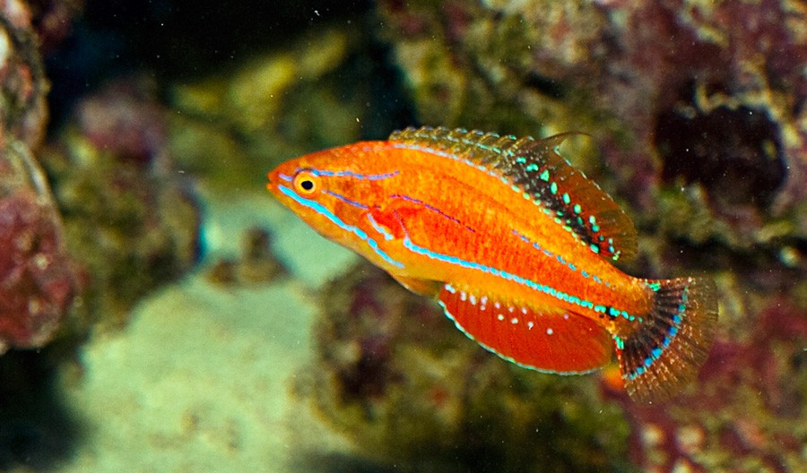 Paracheilinus Mccoskeri 2