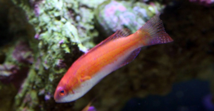Paracheilinus Mccoskeri 4