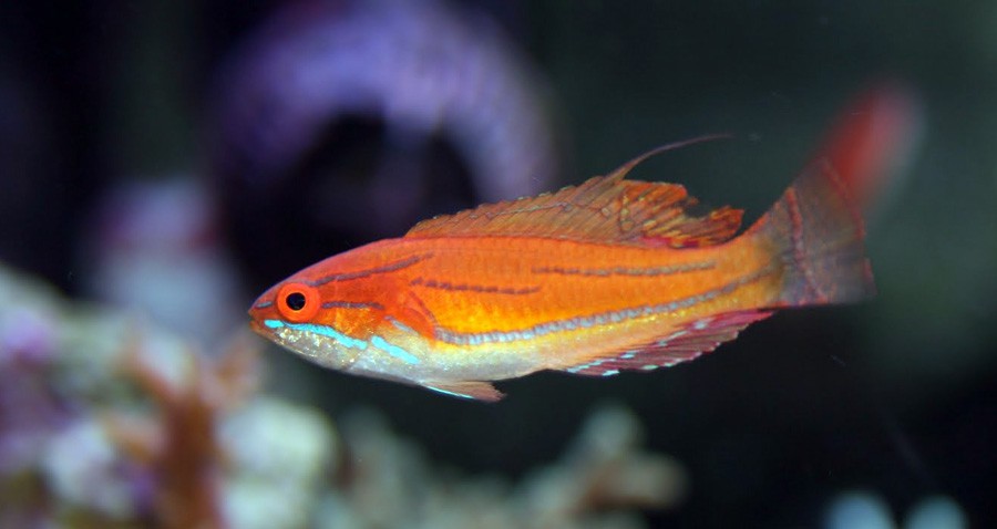 Paracheilinus Mccoskeri 5