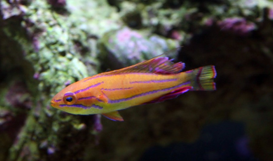 Paracheilinus Mccoskeri 6