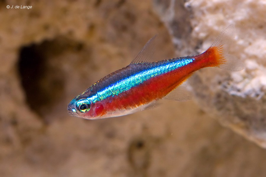 Paracheirodon Axelrodi 2