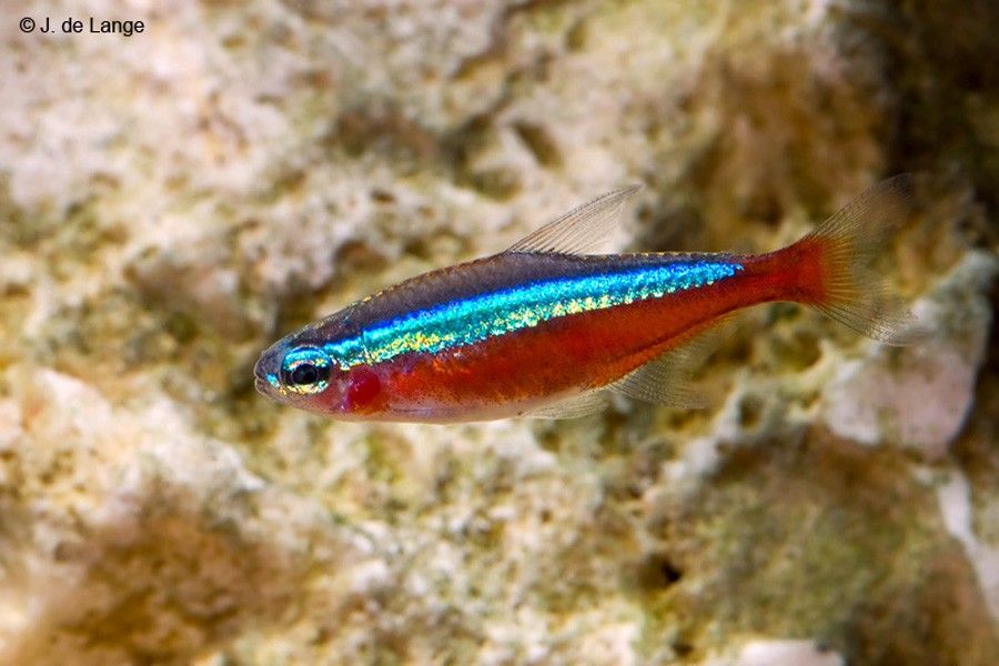 Paracheirodon Axelrodi 3