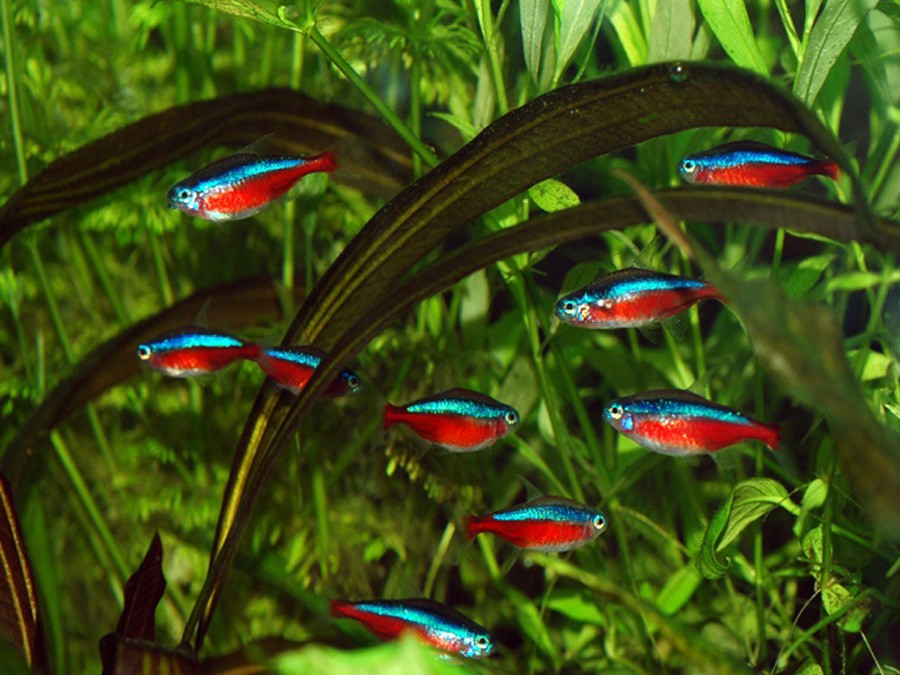 Paracheirodon Axelrodi 6