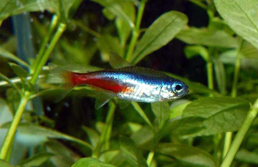 Paracheirodon Innesi 2