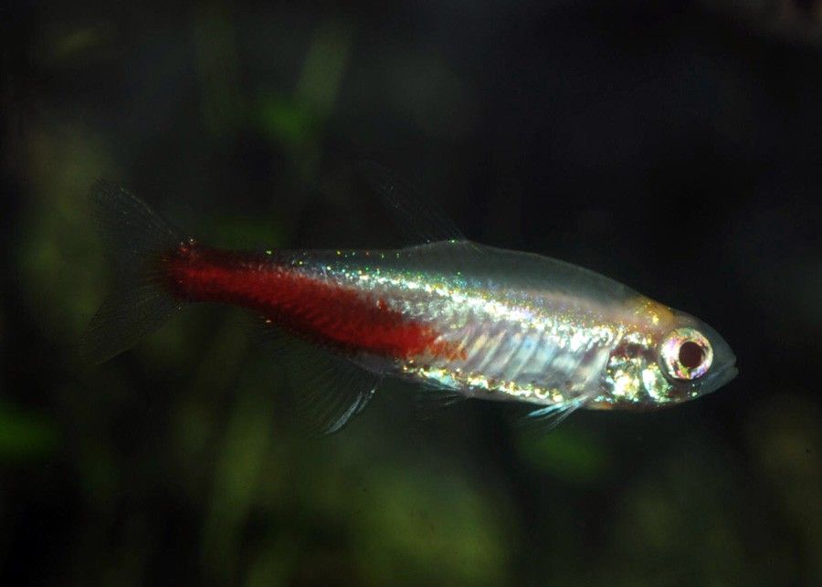 Paracheirodon Innesi 4