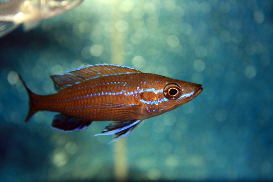 Paracyprichromis Nigripinnis 2