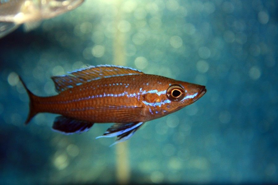 Paracyprichromis Nigripinnis 2