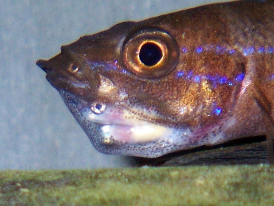 Paracyprichromis Nigripinnis 3
