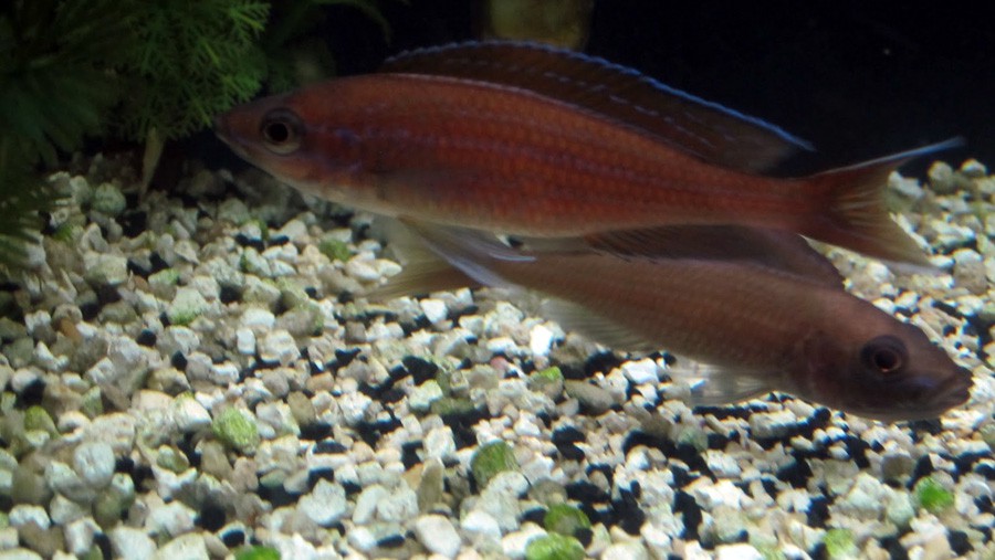 Paracyprichromis Nigripinnis 4