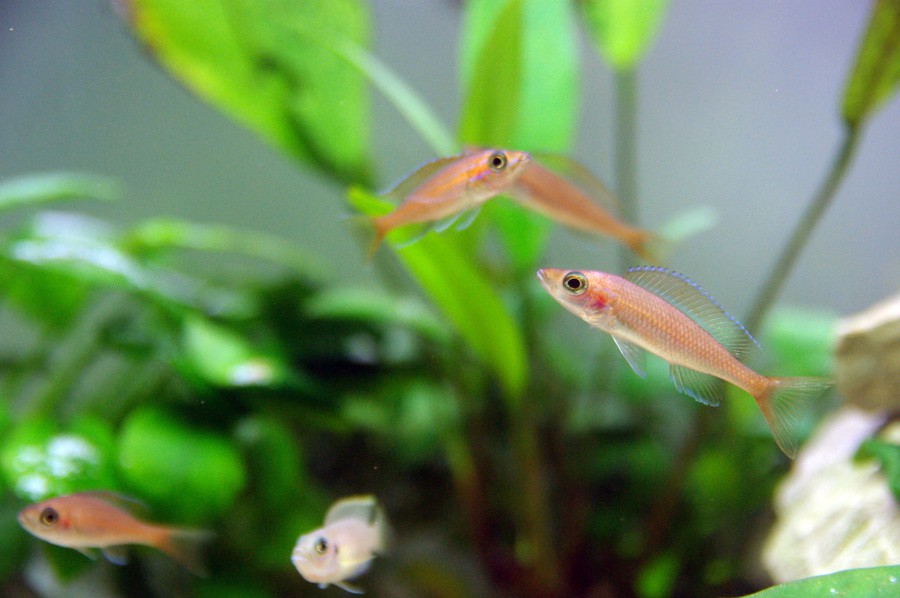 Paracyprichromis Nigripinnis 5