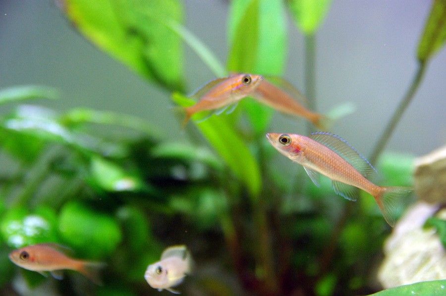 Paracyprichromis Nigripinnis 5