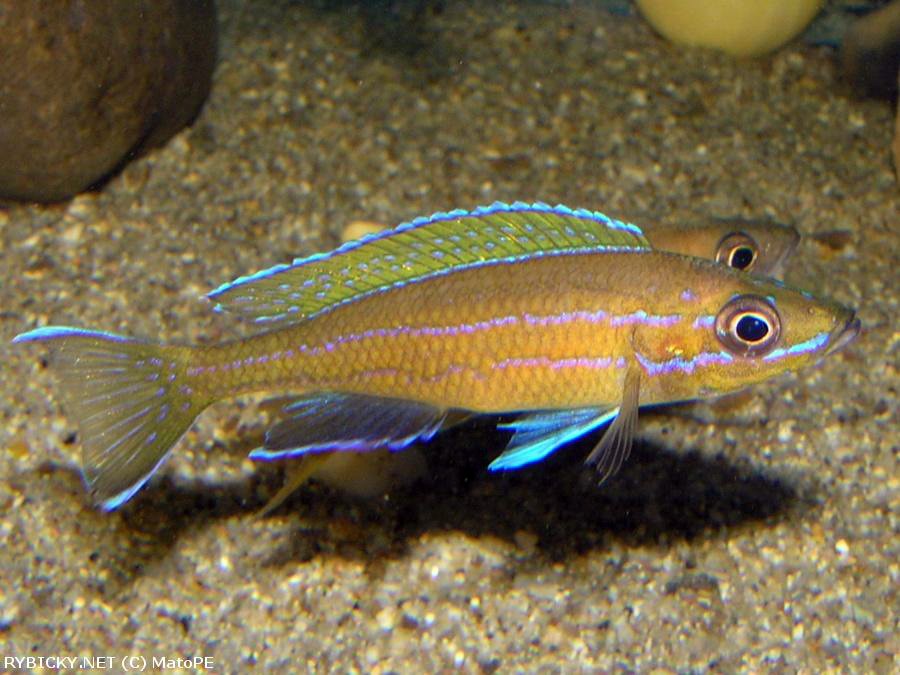 Paracyprichromis Nigripinnis 6